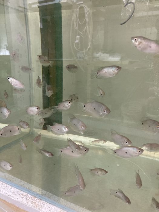 Даніо Скалярія Гурамі Цихліда Барбус Гупі Мечоносець акваріумні рибки