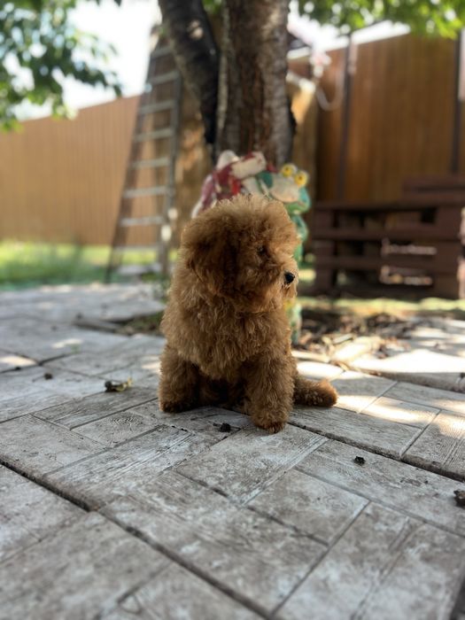 Маленький мальтіпу хлопчик Red Brown, 3,5 місяці
