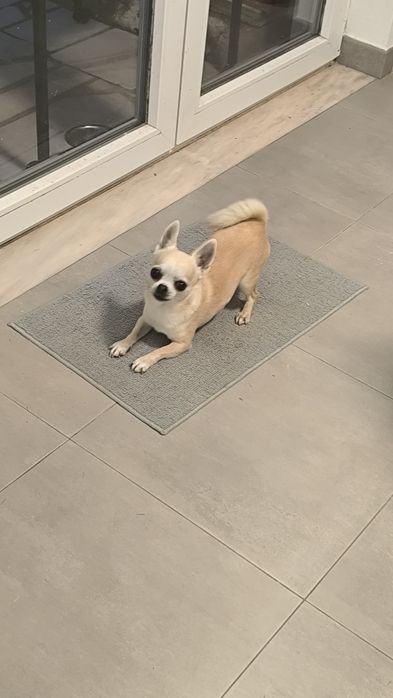 Procuro namorada Chihuahua Miniatura