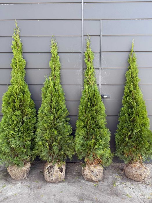 Thuja Tuja żywotnik Szmaragd Smaragd DUŻE 160 cm, 180 , 200 300cm DOWÓZ