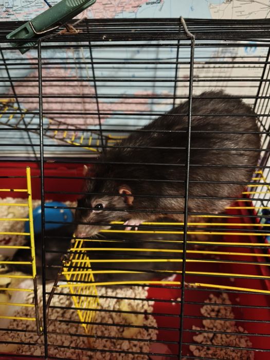 Віддам двох пацюків в гарні руки