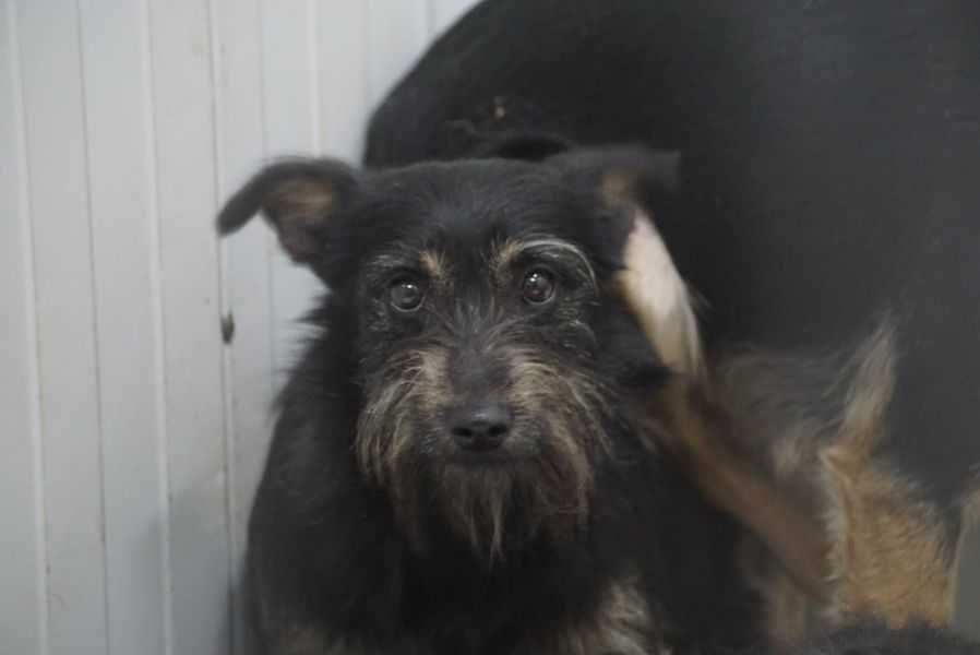SAHARA do adopcji Schronisko Jasionka