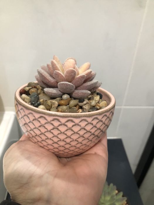 Conjunto de 2 vasinhos decorativos