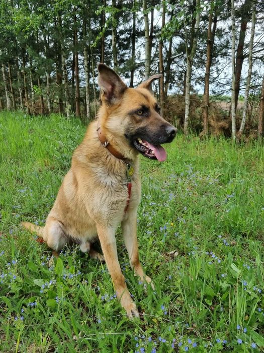 Pies w typie owczarka do adopcji. Adopcja darmowa. Oddam psa.