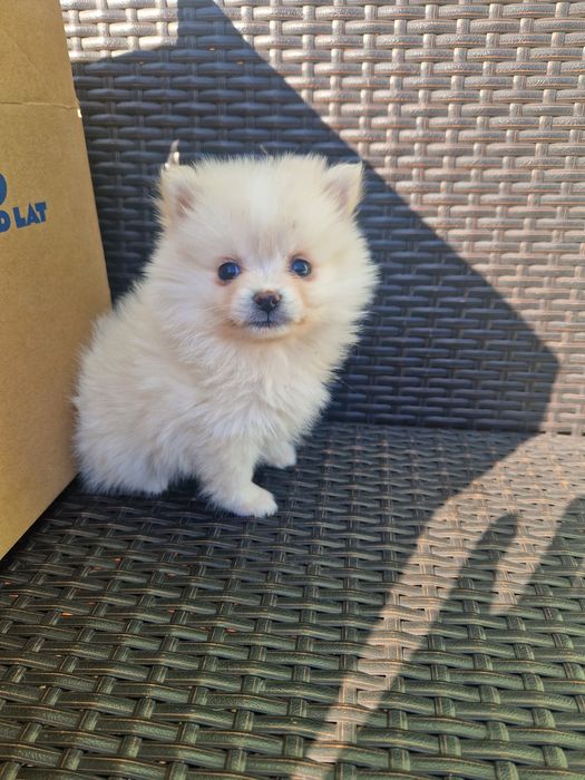 Pomeranian boo aktualne