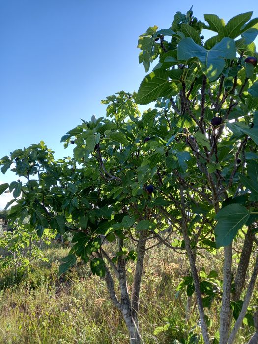 Terreno Rustico em Torres Novas