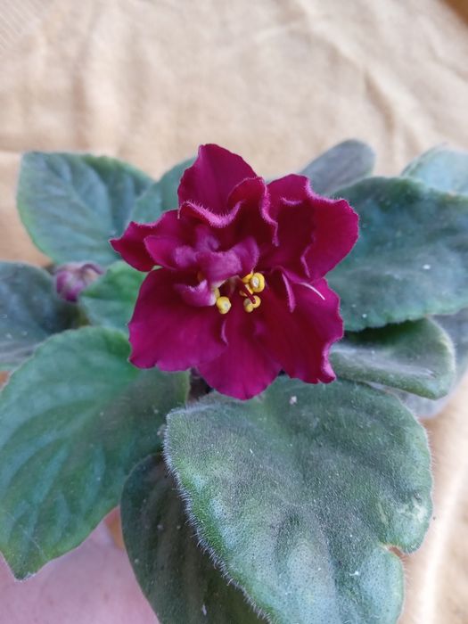 Фіалка вазон темна