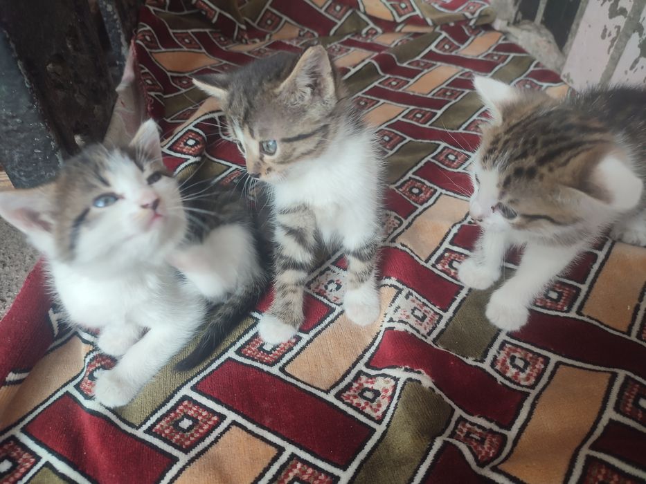 В добрі руки місто Ромни