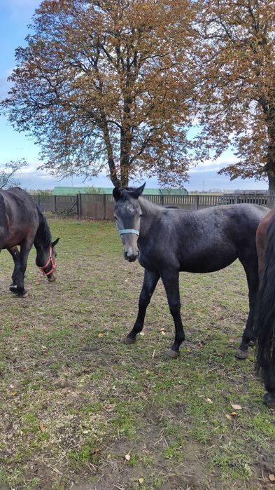 Klacz rasy śląskiej