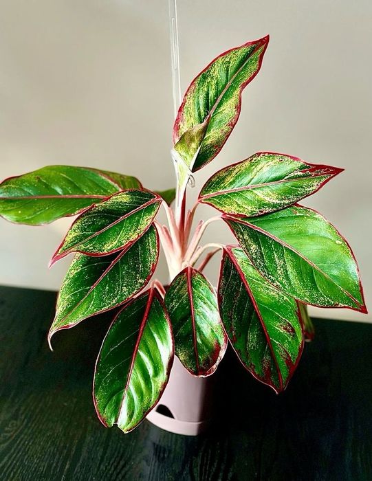 Аглаонема Кріт ( Aglaonema Crete )