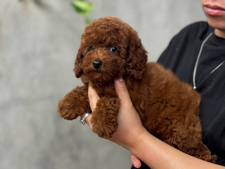 Шикарний хлопець, той.  Пудель
