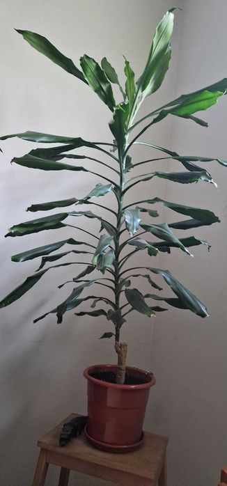 Plantas de Interior – Venda Individual ou em Conjunto