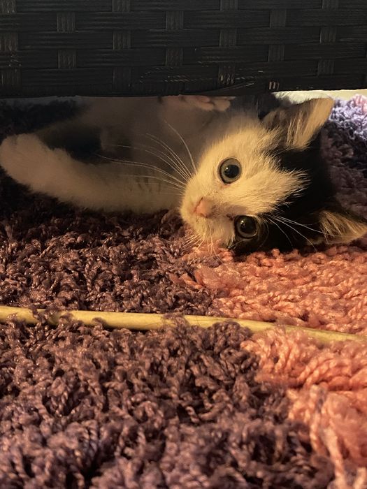 Oddam kotka w dobre recę