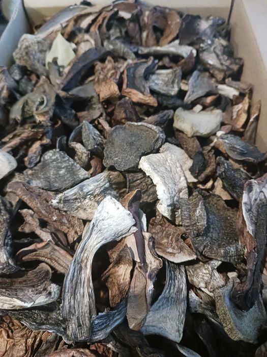 Grzyby suszone: Kożlarz czerwony i kożlarz babka 0,1 kg