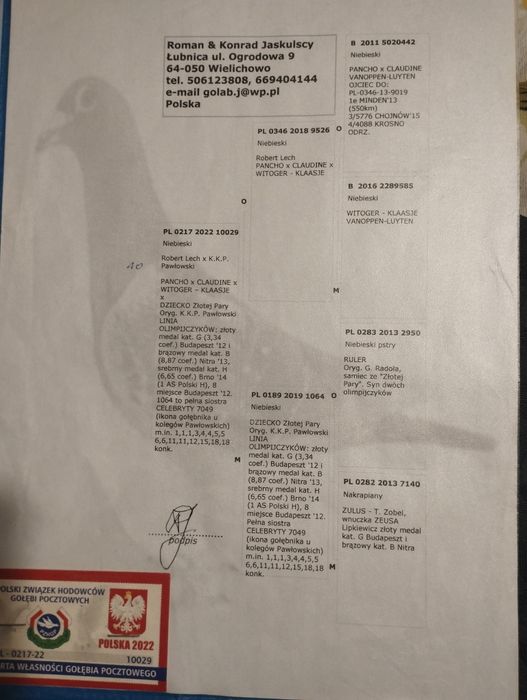 Sprzedam oryginalnego samczyka z chodowli Roman i Konrad Jaskółczy. Gołąb z olimpijskiej lini