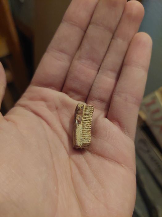Fóssil dente de raia