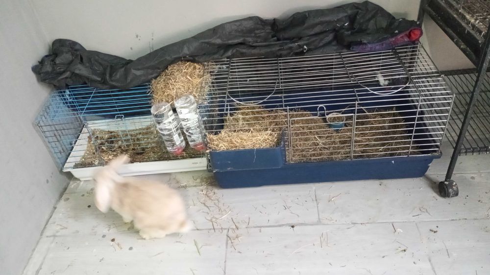 2 gaiolas mais casal coelhos mini lop