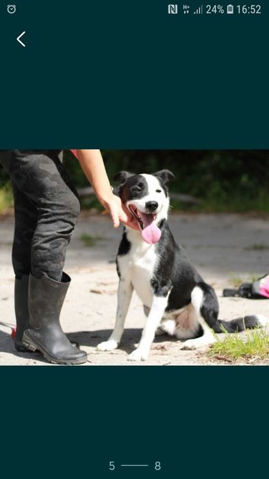 BIMM - mix border collie. 5- letni, łagodny