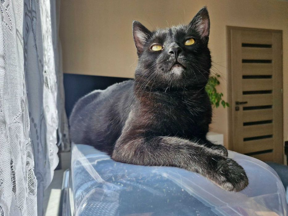 Przepiękny i mądry kot do adopcji