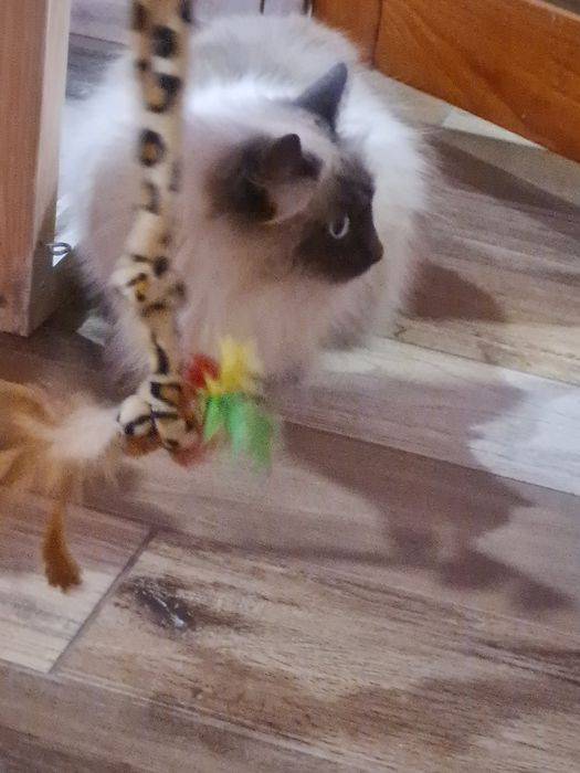 Hotel dla kota Poznań, Września "Kocie Apartamenty