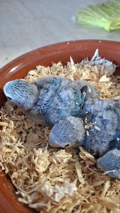 Agapornis roseicollis Bébés