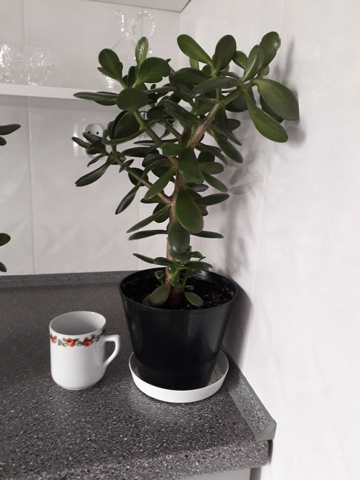 Drzewko szczęścia/ grubosz