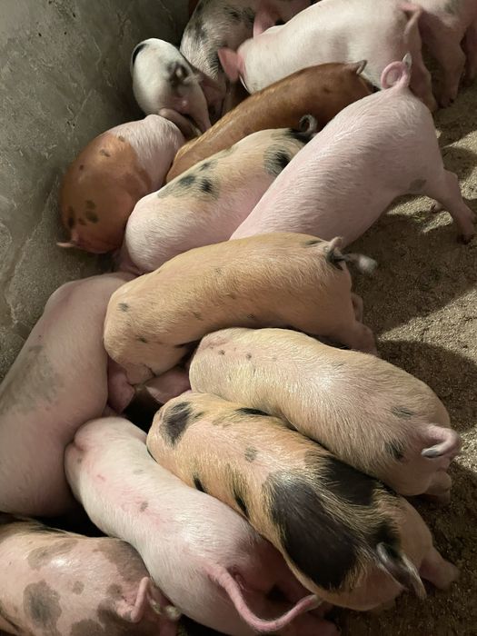 Продам поросят