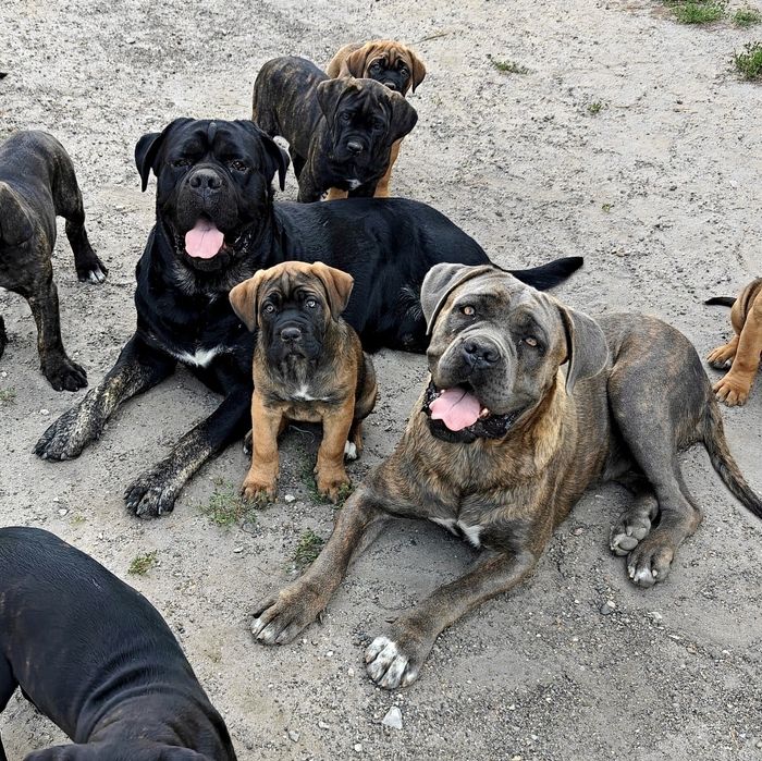 Cane Corso Italiano płowa suczka z nalotem
