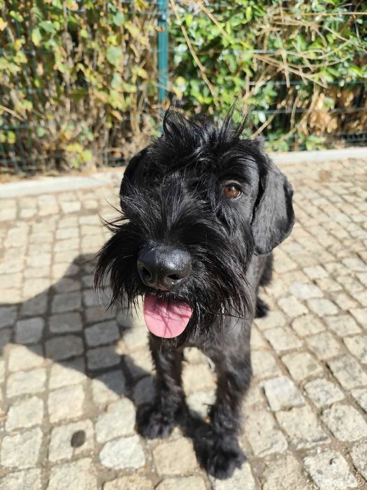 Cadela Schnauzer gigante para adopção responsável