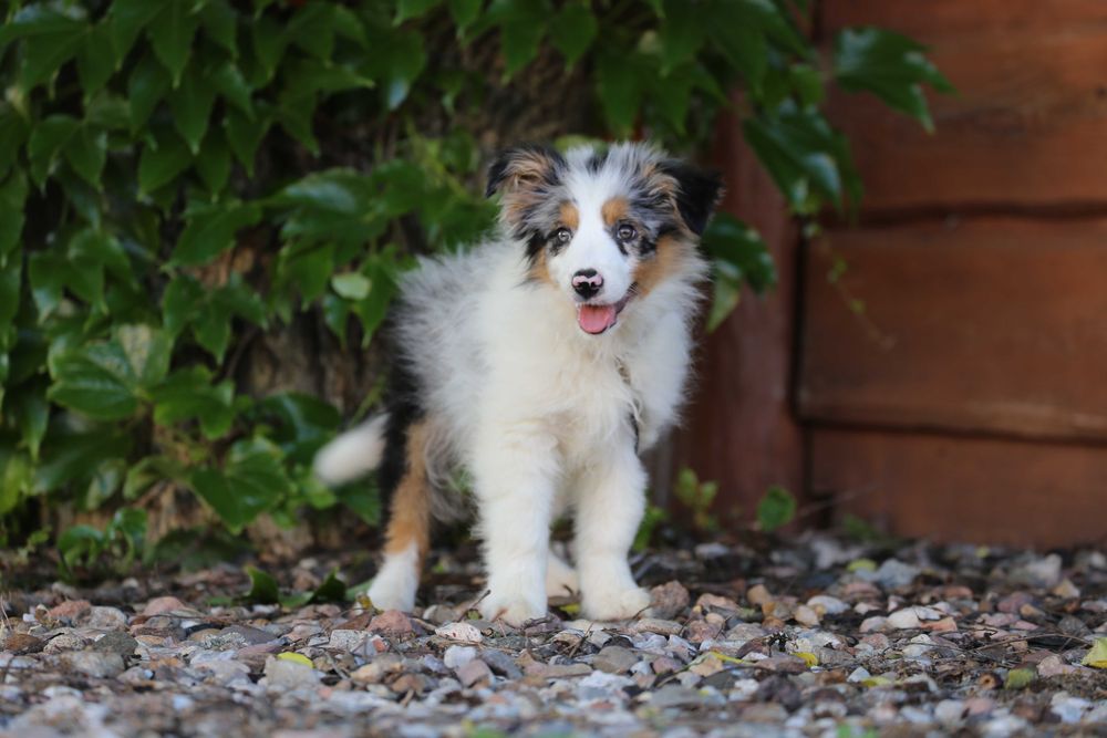 Border Collie szczeniak