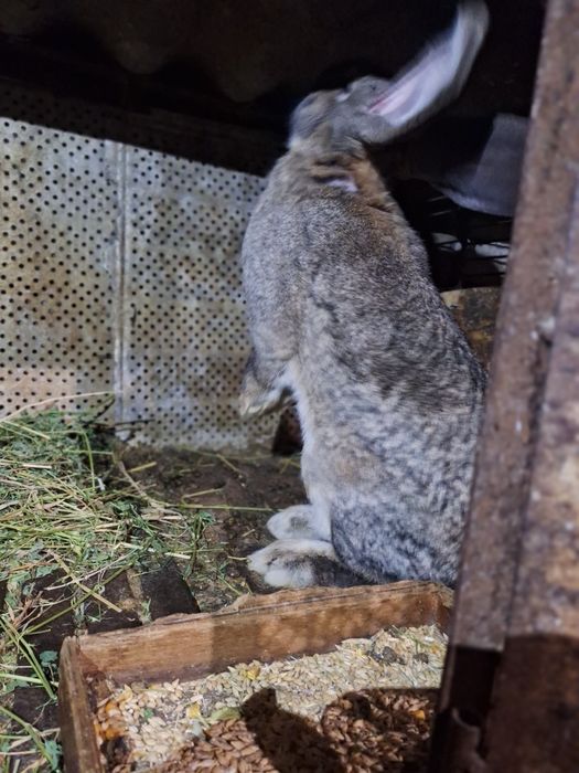 Продам кроликов вырощенных  в домашних условиях.