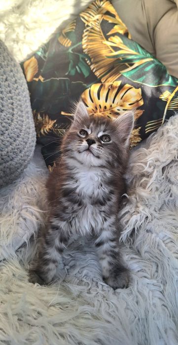 Maine Coon- kotka