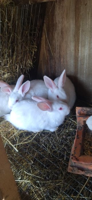 Кролята Каліфорнії,та Термонців.