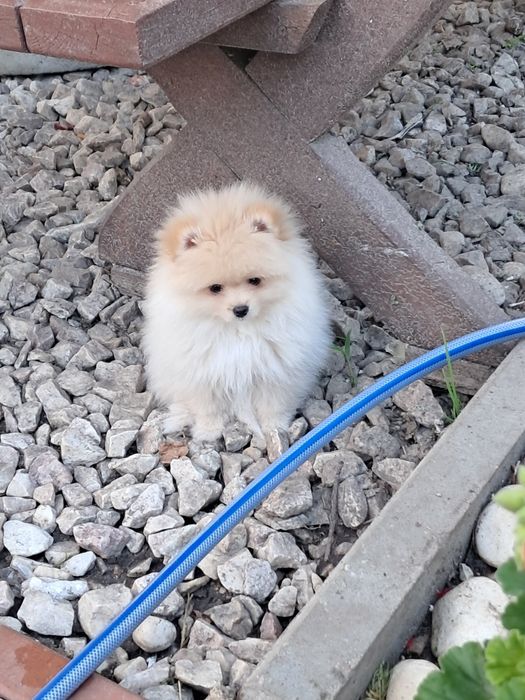 Pomeranian szpic miniaturka