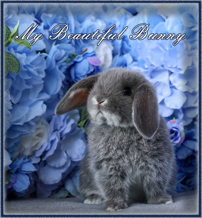 Piękny Królik Mini Lop - Blue Otter