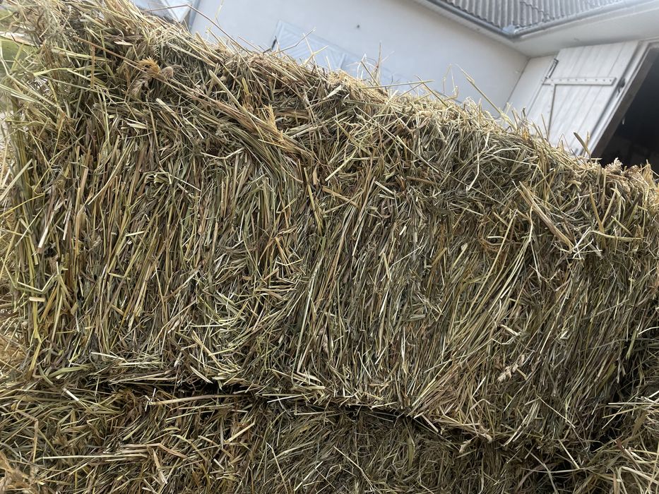 Продам сіно в тюках .