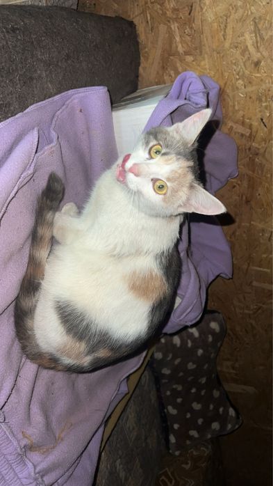 Отдам пушистиков в хорошие руки