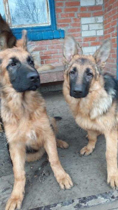 Щенки немецкой овчарки