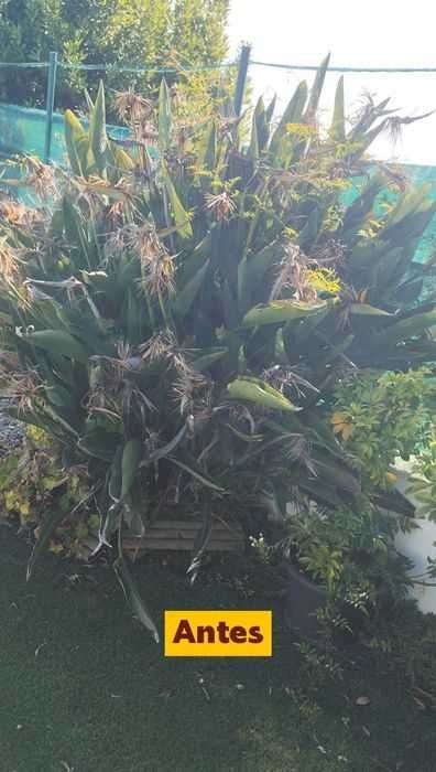Limpeza e Manutenção de Jardins