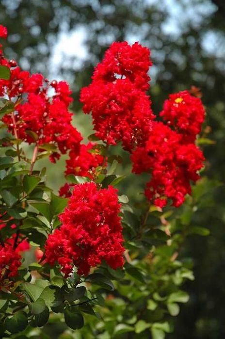 Lagerstroemia 'Dynamite', bez południa,czerwone kwiaty, na pniu