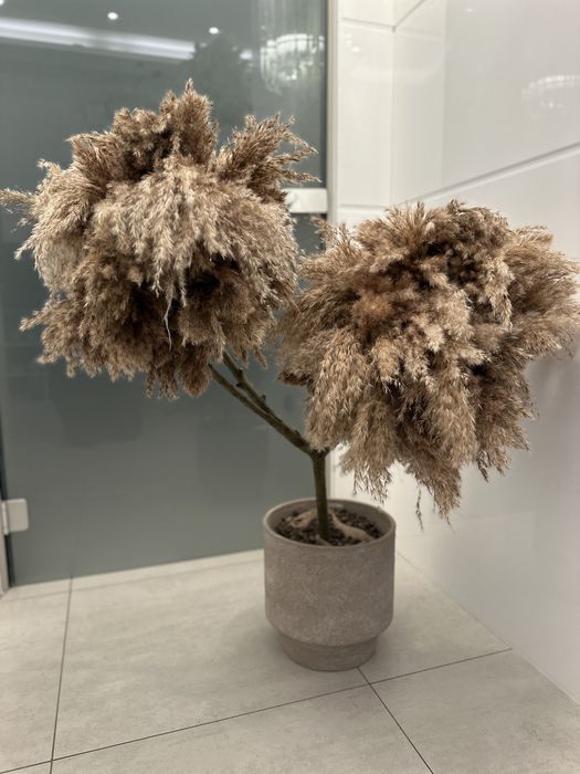 Drzewko dekoracyjne, pampas
