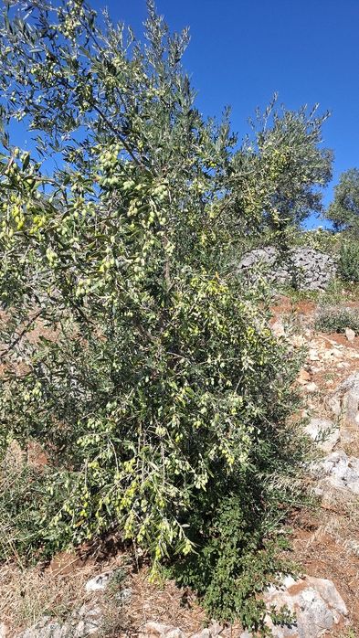 Terreno Rural, para venda nos Casais da Moreta. Monsanto ACN Santarém.