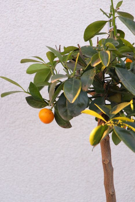 Каламондин d 18 цитрусові, мандарин