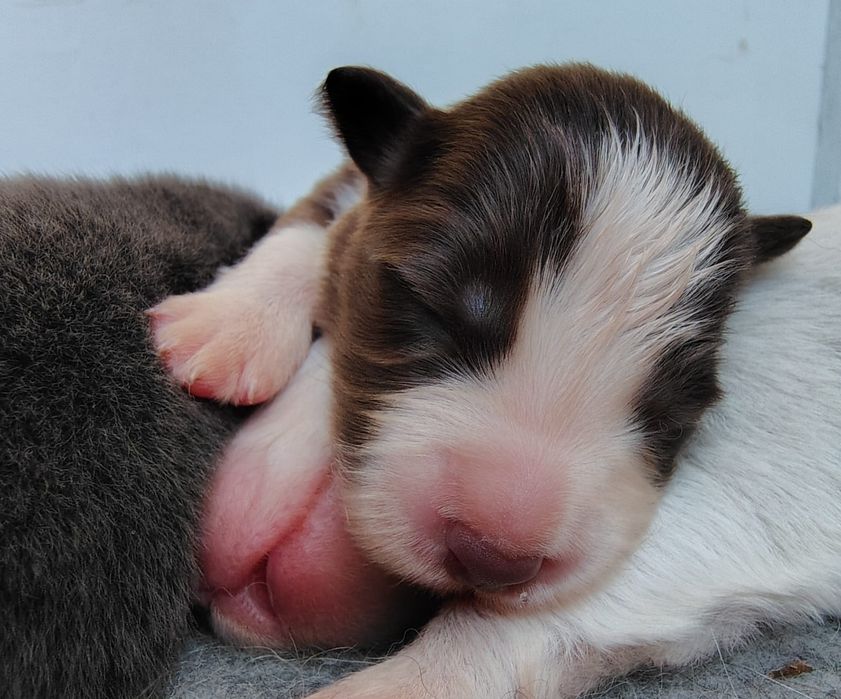 Suczka Border Collie FCI / ZKwP czekoladowo-biała