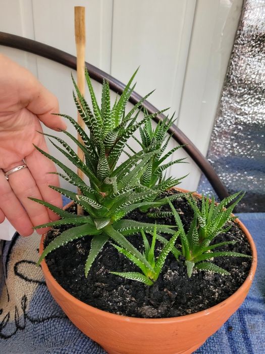 Сансевиерия  хани низкорослая,тещин язык,щучий хвост