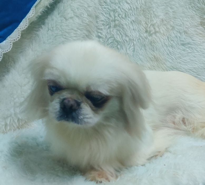 ‼️Взрослая девочка пекинес