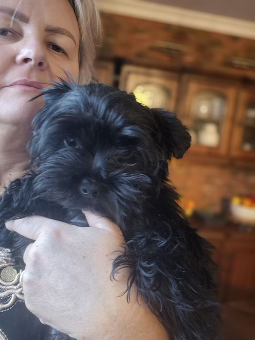 Sprzedam yorka black 8