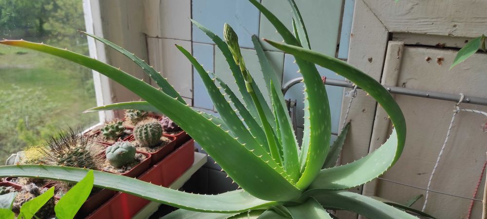 Продам алое Вера, 2-3 года разные размеры от 100 до 200