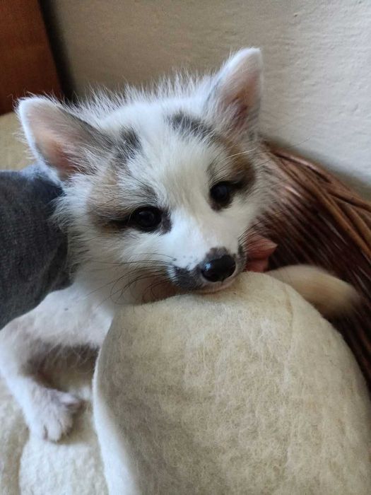 Lis, liski, lisek Hodowla domowa Marble Fox, różne odmiany