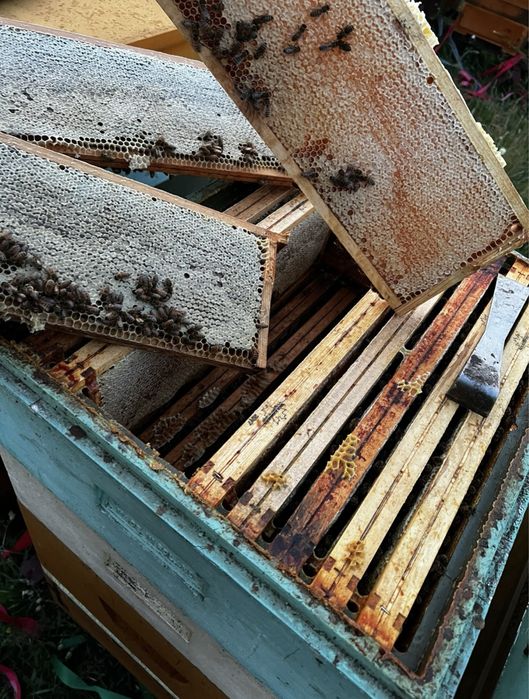 Miód pszczeli,ule,pasieka,pszczoły